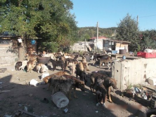 Ce riscă administratorii Asociaţiei Spike dacă au adunat câini din alte localităţi şi le-au dat drumul în Cernavodă